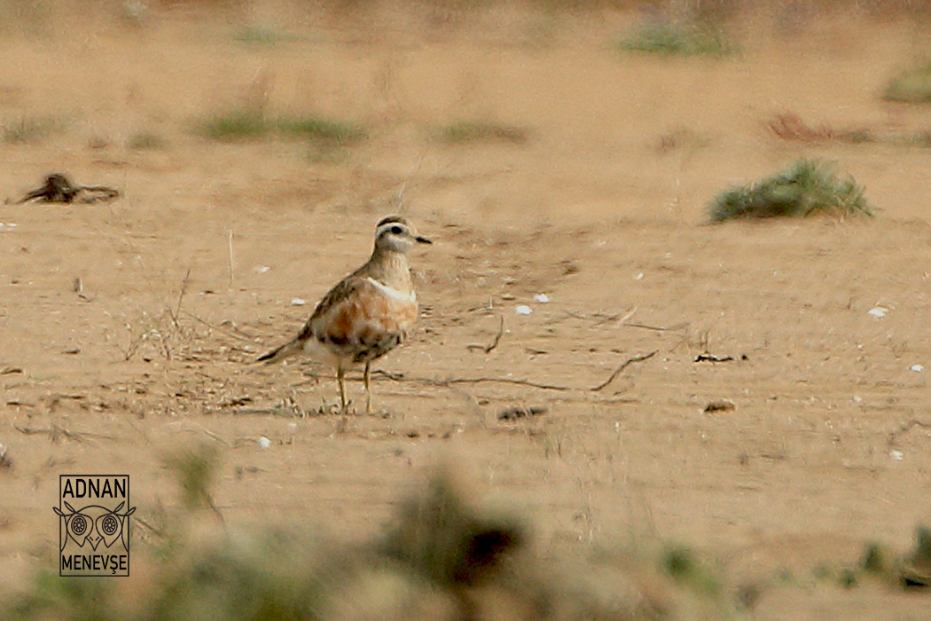 Eurasian Dotterel